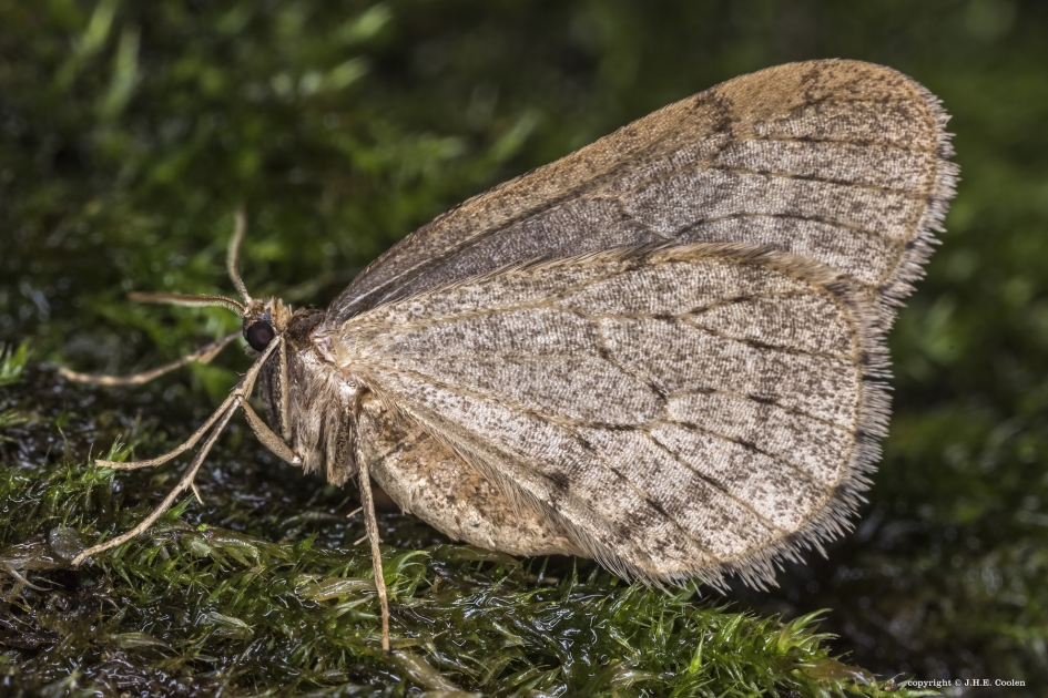 Namens.. - Geleedpotigen - Kleine wintervlinder