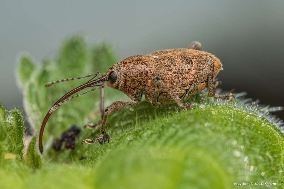 Namens.. - Geleedpotigen - Eikelboorsnuitkever