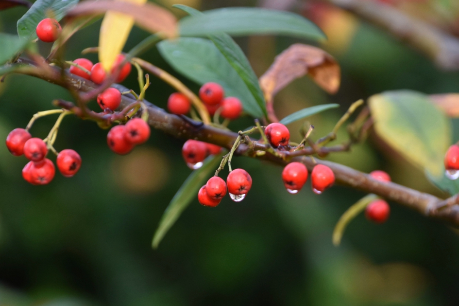 Natte bessen - Planten - 