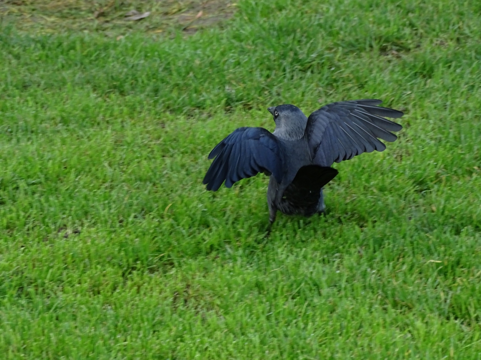 niet wegvliegen! - Vogels - kauw