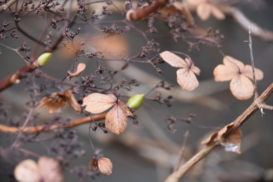 Nieuwe knoppen en uitgebloeide bloemetjes - Planten - 