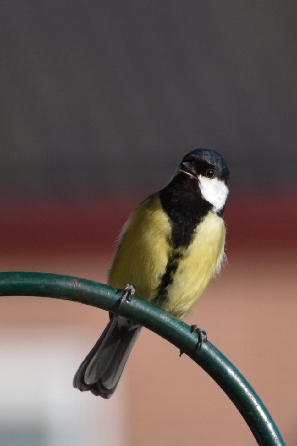 Nieuwsgierige koolmees - Vogels - 