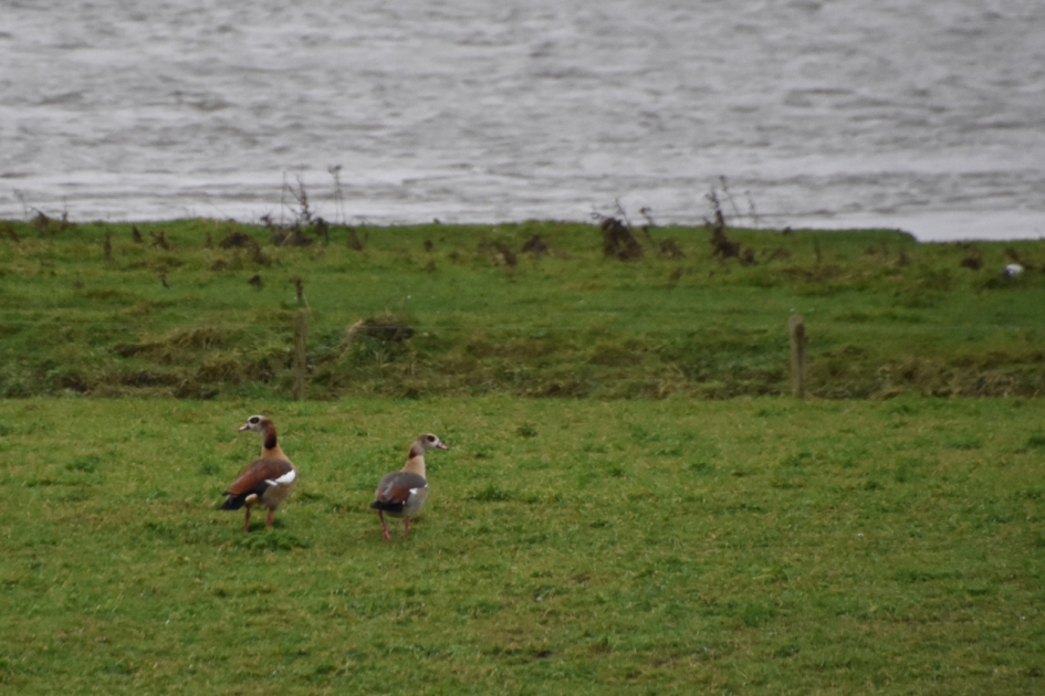 Nijlganzen - Vogels - 