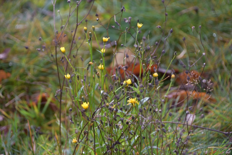 Nog een paar bloemetjes - Planten - 