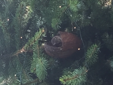 Nou ja, kijk nou wat er bij mij bovenin de kerstboom buiten zit!!!