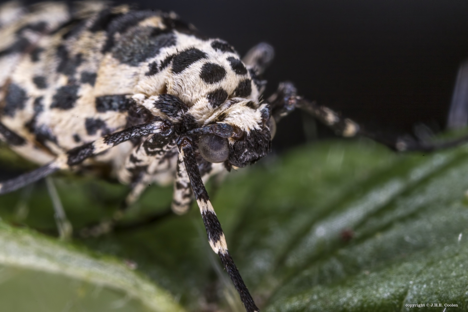 Ogen-blik - Geleedpotigen - Grote wintervlinder