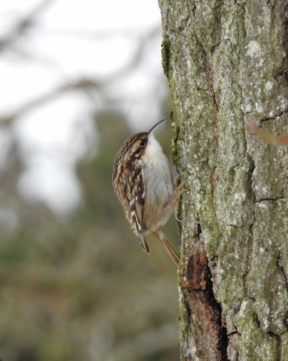 Onderweg naar boven - Vogels - Boomkruiper