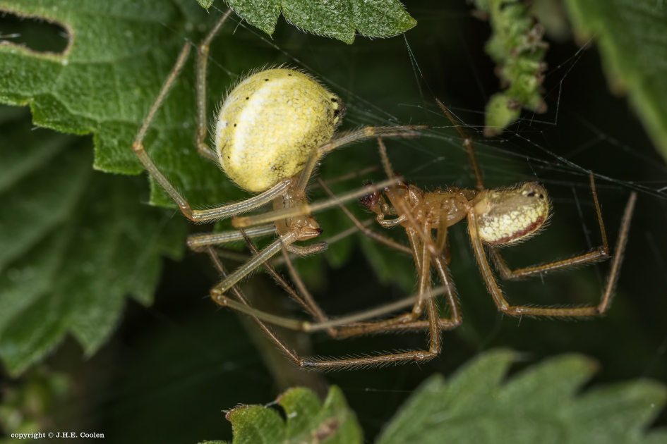 Ontmoeting - Geleedpotigen - Spinnetje
