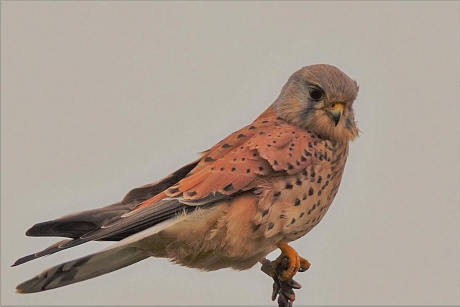 Op de loer voor een prooi