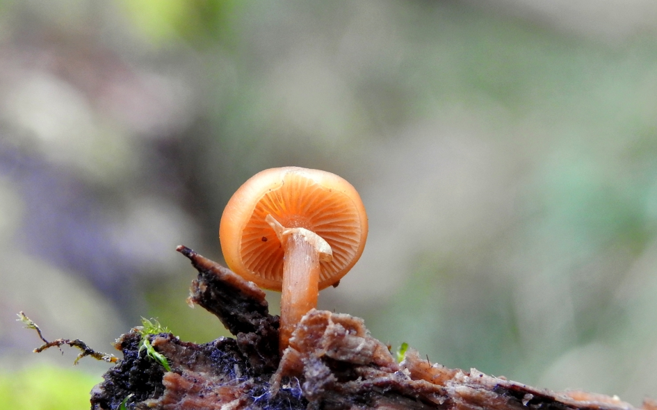 Op een puntje oud hout - Schimmels - 