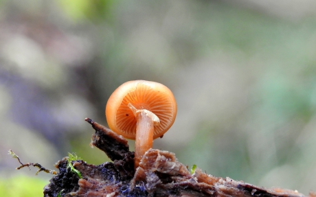 Op een puntje oud hout