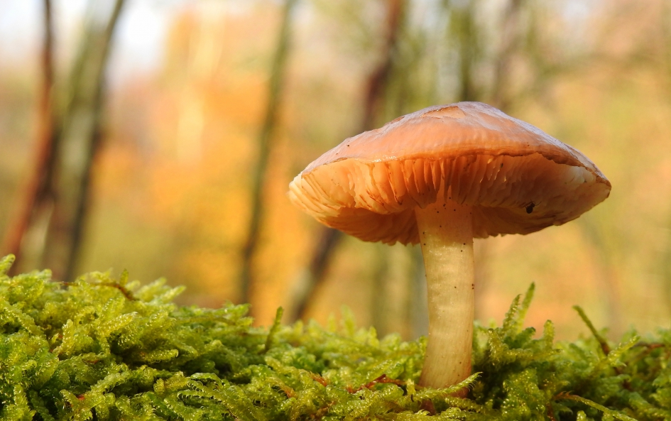 Op een zonnige decemberdag - Schimmels - 