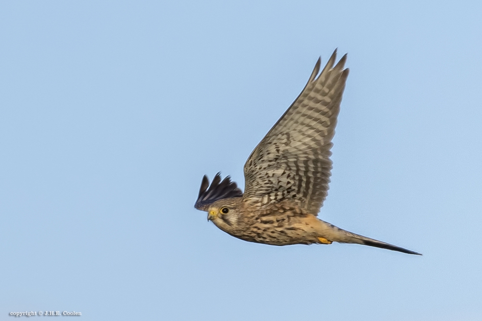Op weg naar.... - Vogels - Torenvalk