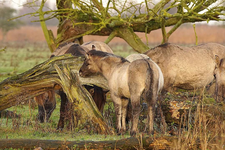 Op zoek naar iets eet baars - Zoogdieren - Paard