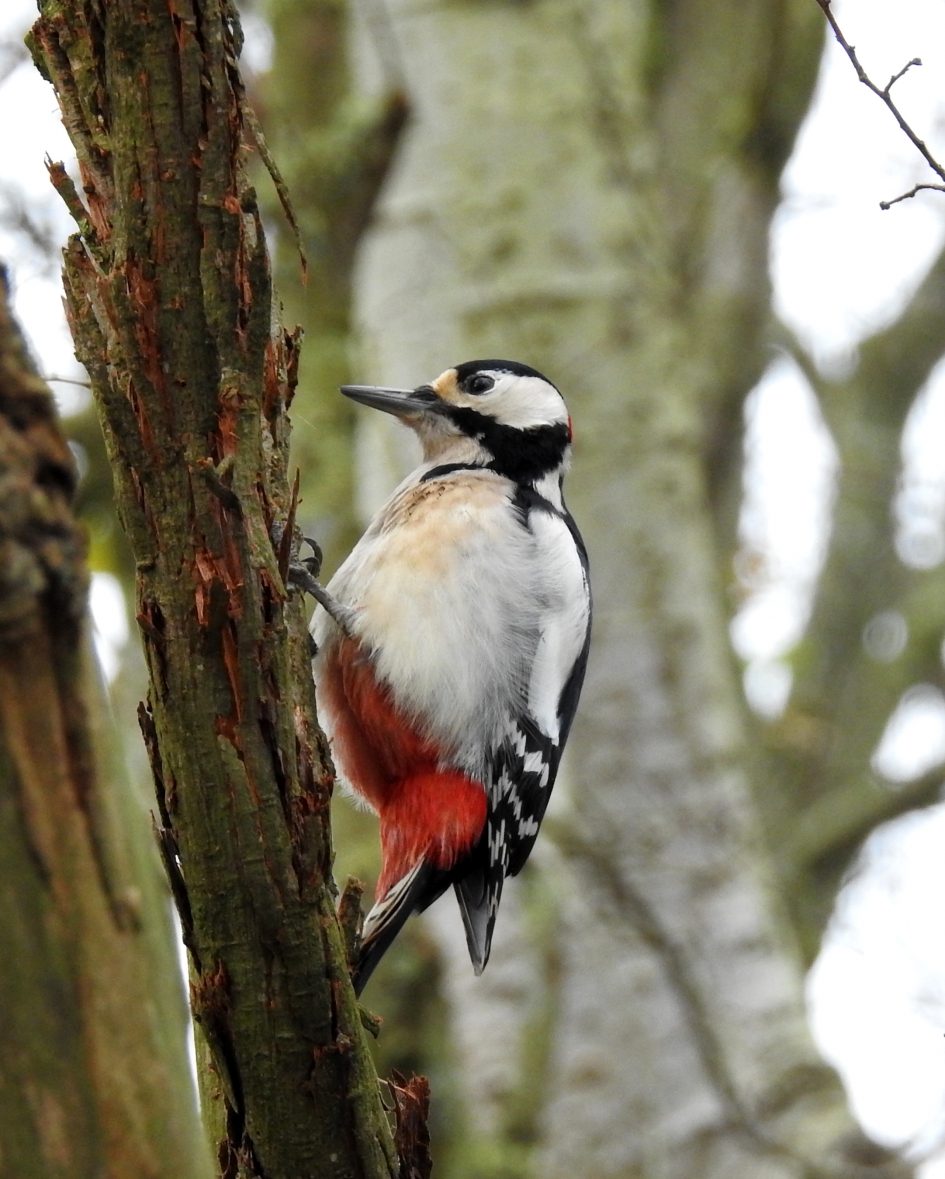 Op zoek naar insecten - Vogels - Grote bonte specht