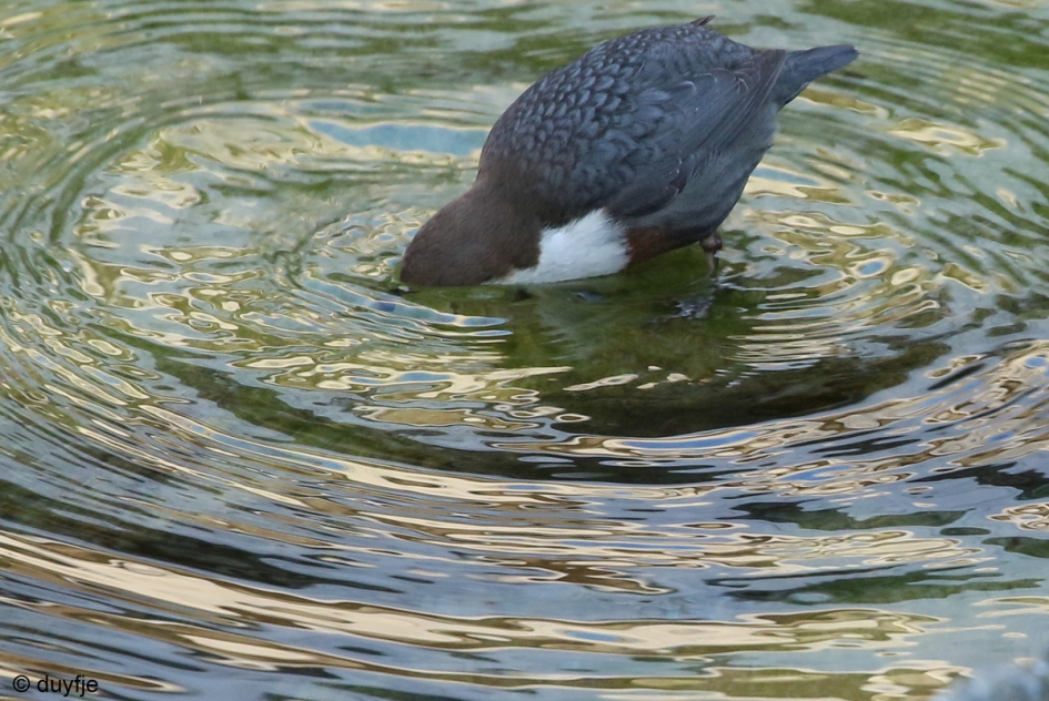 op zoek naar voedsel - Vogels - Waterspreeuw