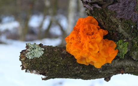 Opvallend in de witte wereld