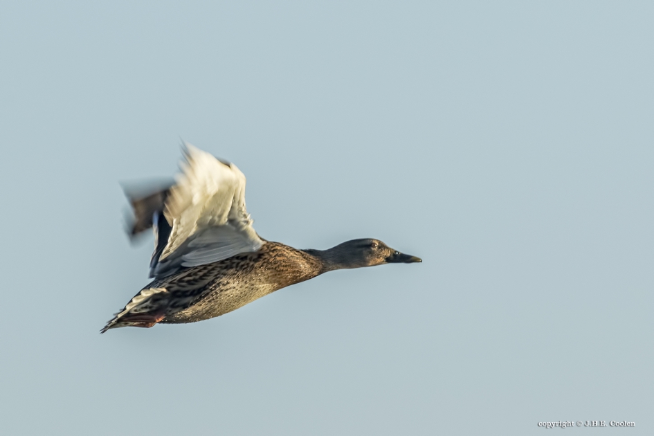 Opvliegende dame - Vogels - Wilde eend