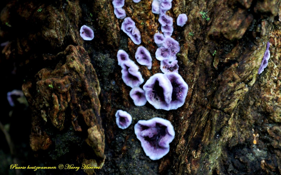 Paarse Houtzwammen - Schimmels - 