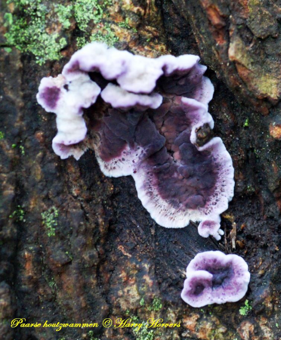 Paarse Houtzwammen - Schimmels - 