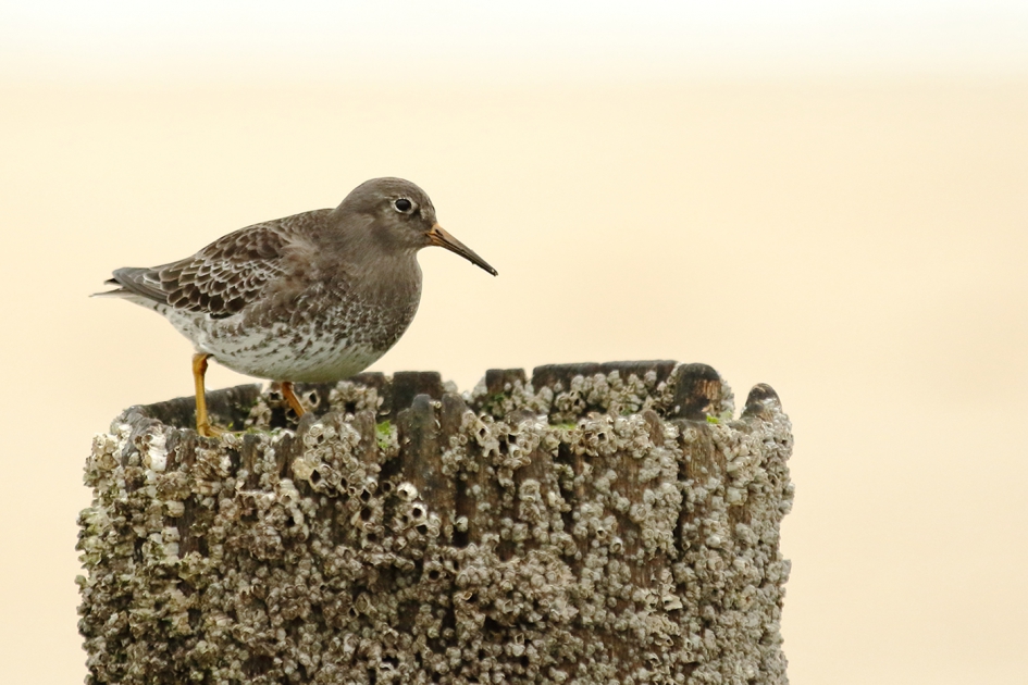 paarse strandloper - Vogels - 