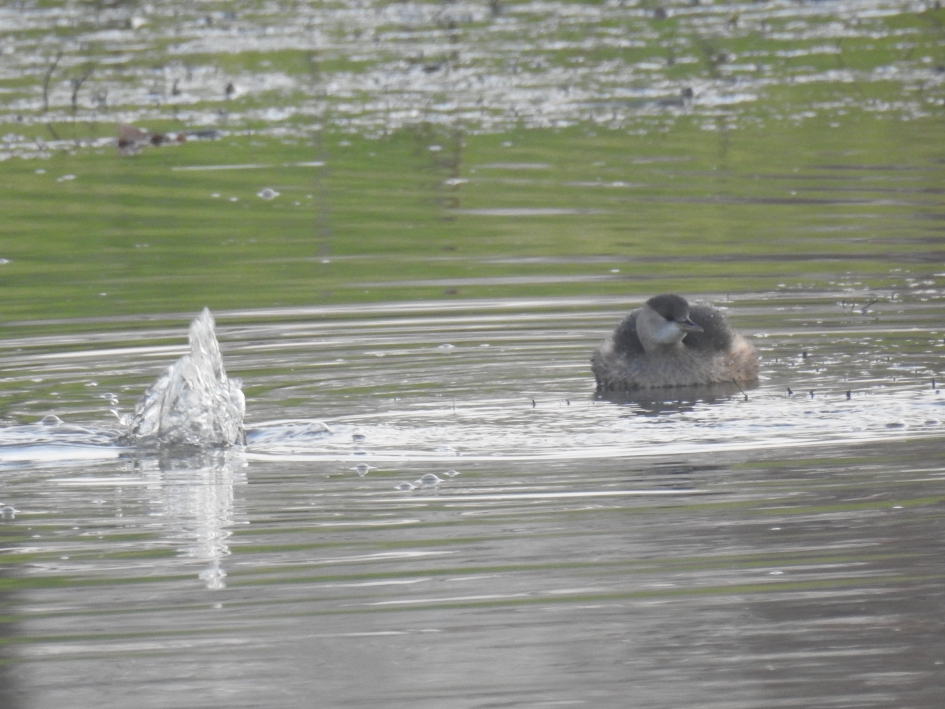 Partner is net ondergedoken. - Vogels - Dodaars