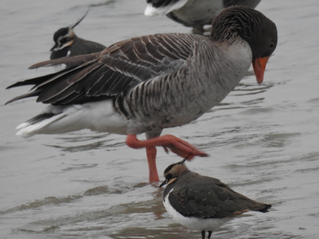 Pas op : de gans trapt je plat.