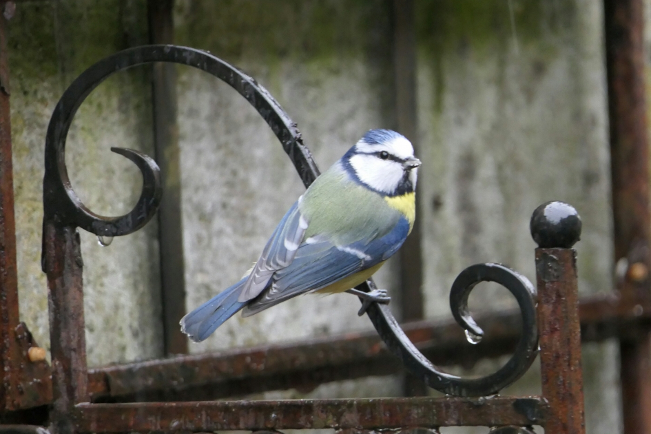 Pimpelmees - Vogels - Pimpelmees