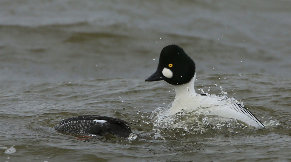 Playing hard to get ... - Vogels - Brilduiker