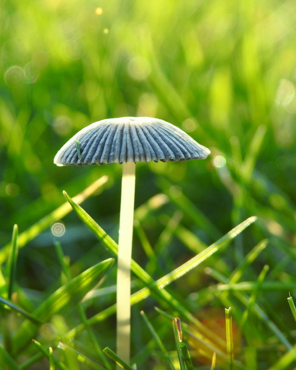 Plooirokje - Schimmels - Plooirokje