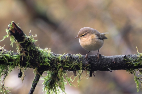 Pluizig balletje in de ochtendzon