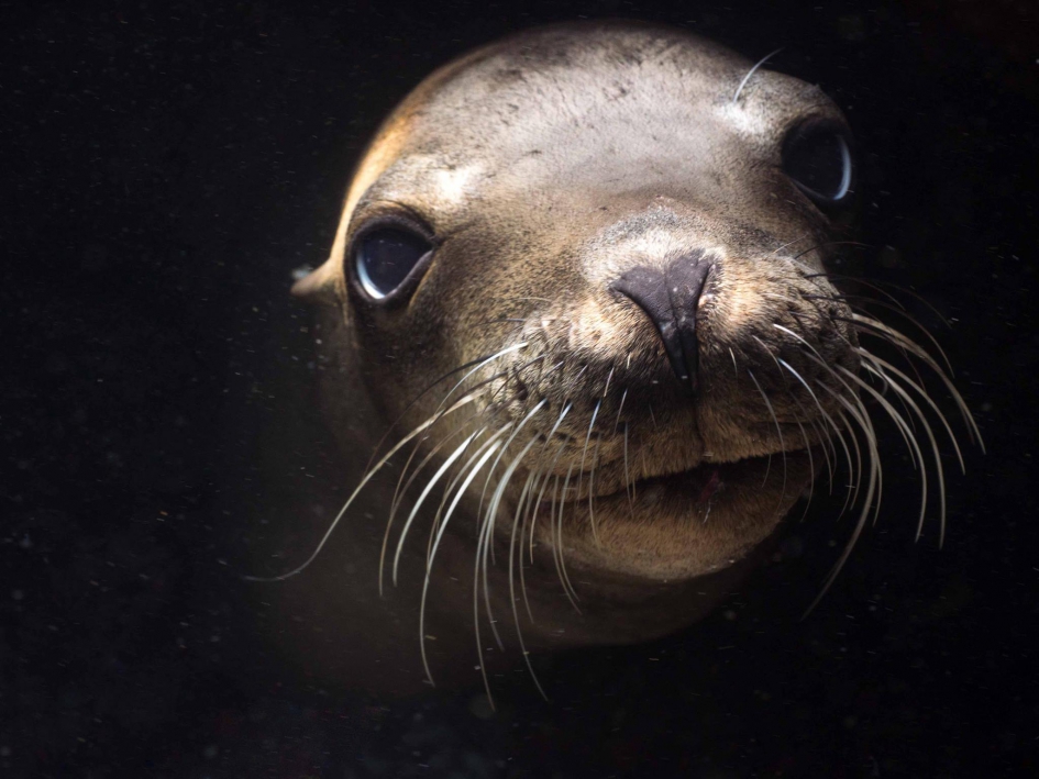 Portret foto - Zoogdieren - Zeehond