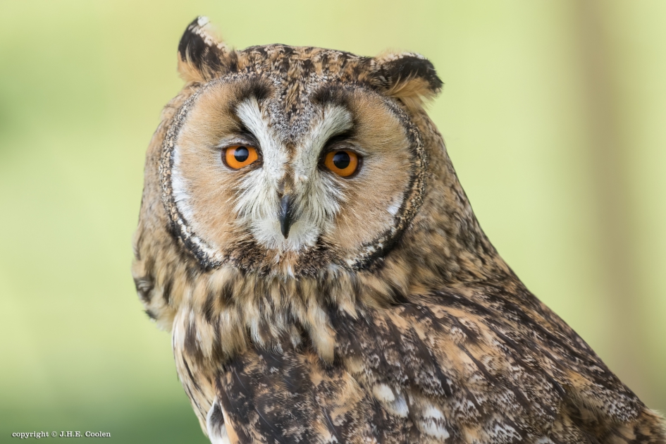 Portret van... - Vogels - Ransuil