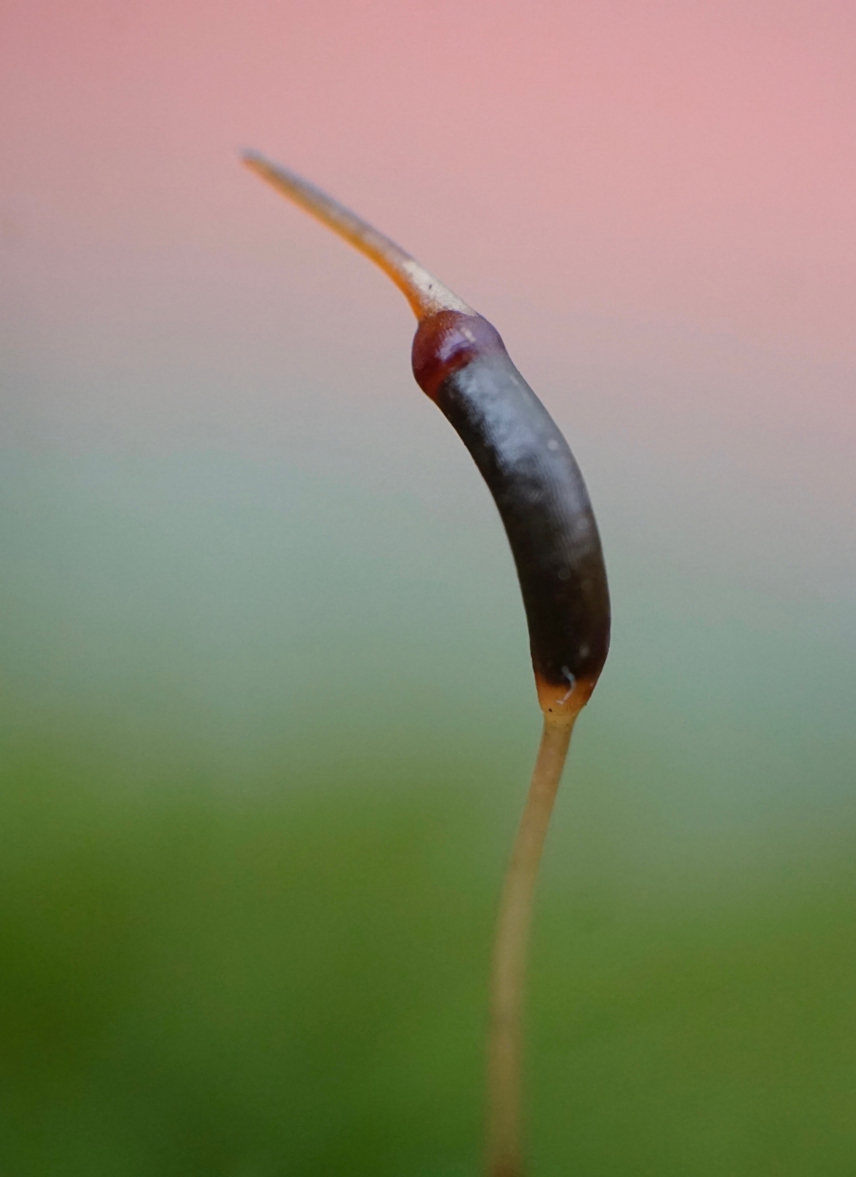 Practisch - Planten - Sporenkapsel