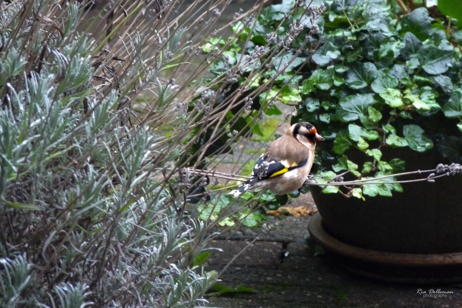 Puttertjes - Vogels - Putter
