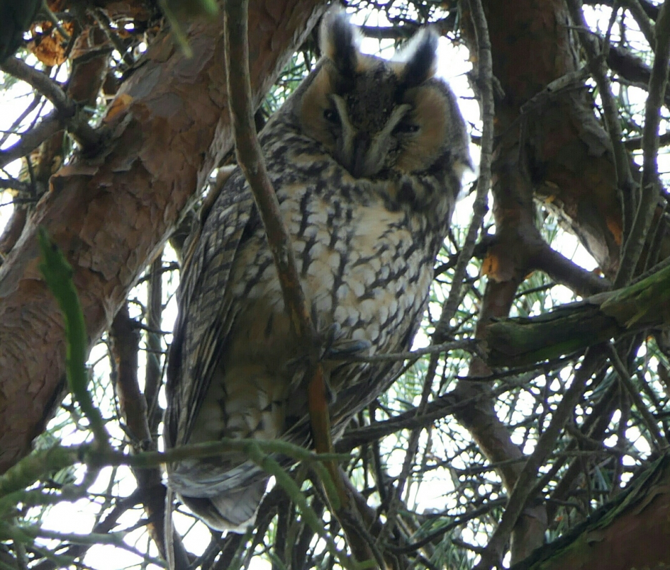 Ransuil - Vogels - Ransuil