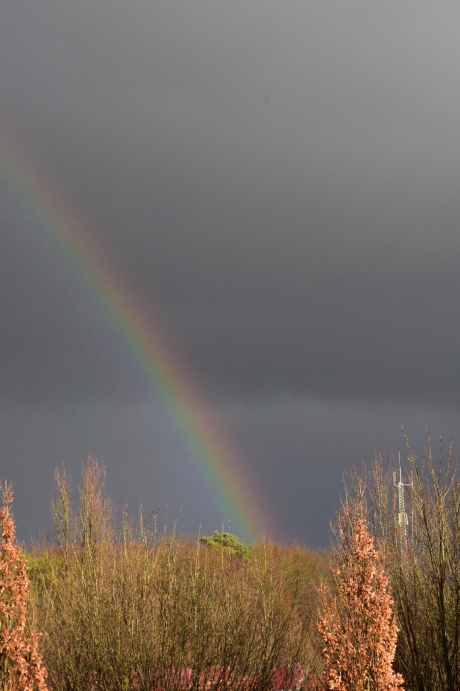 Regenboog