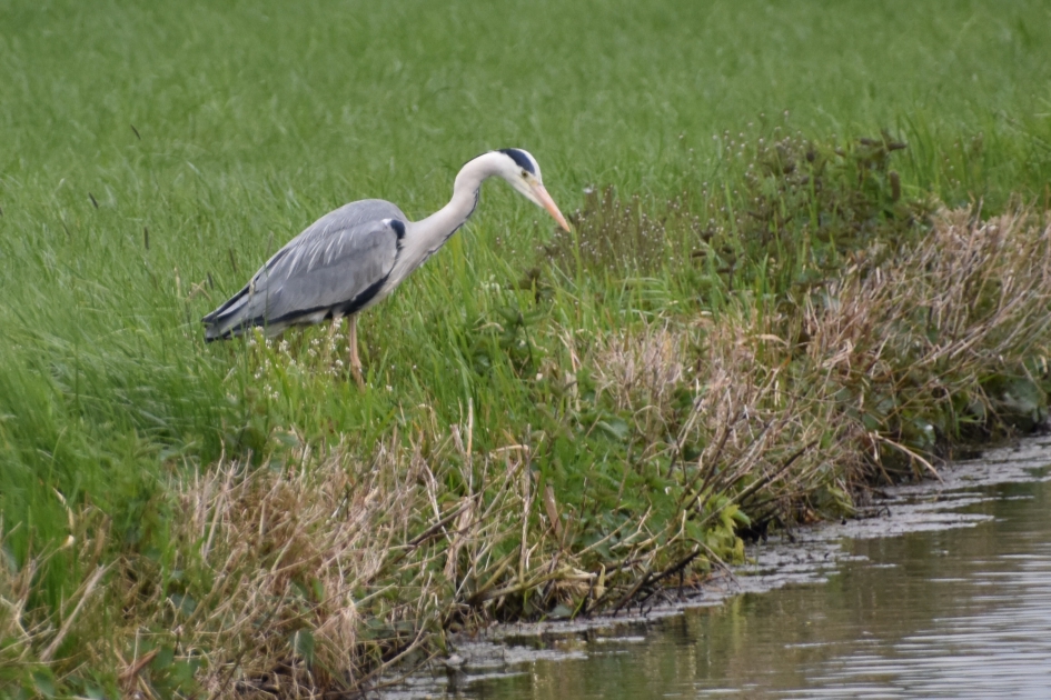 Reiger op zoek naar iets lekkers - Vogels - 