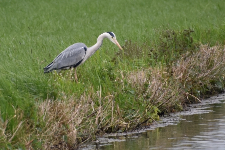 Reiger op zoek naar iets lekkers