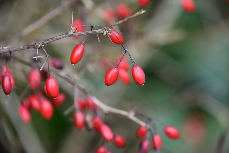 Rode besjes - Planten - 