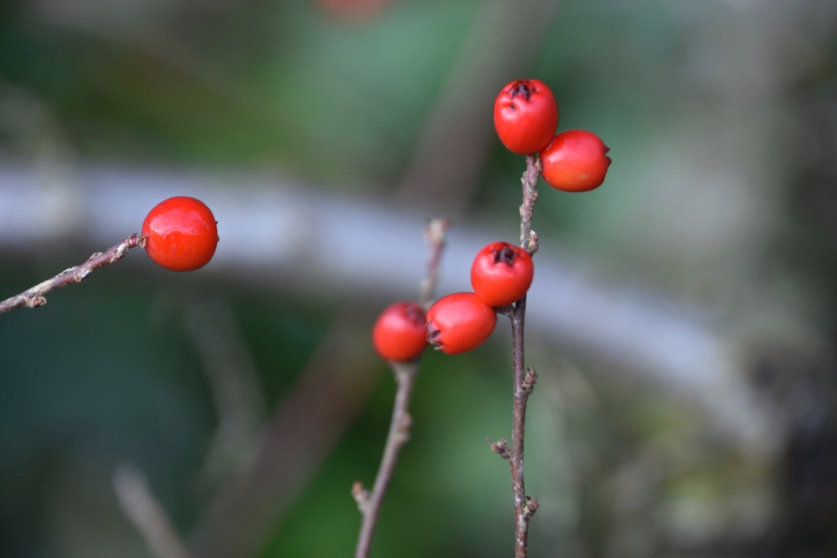 Rode besjes - Planten - 