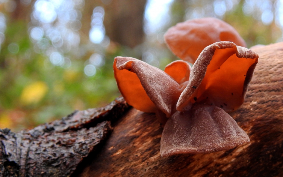 Romeinse oren - Schimmels - Echt Judasoor