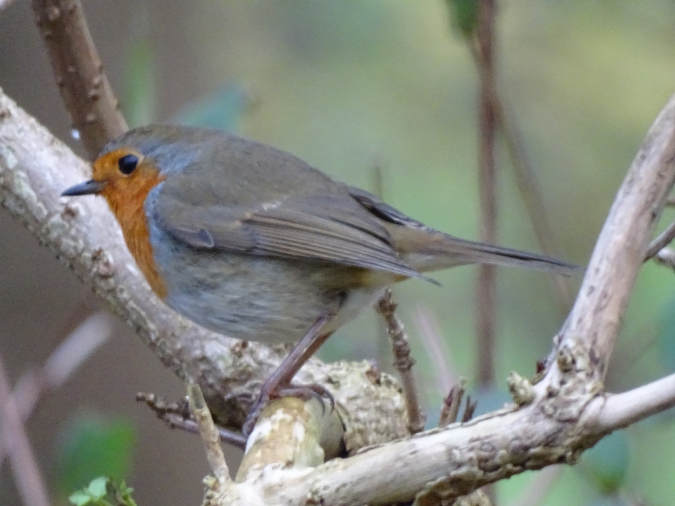 roodborstje - Vogels - roodborstje