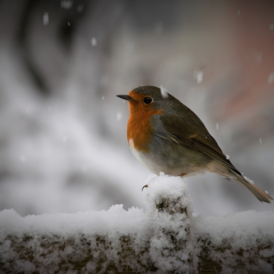 Roodborstje - Vogels - Roodborstje