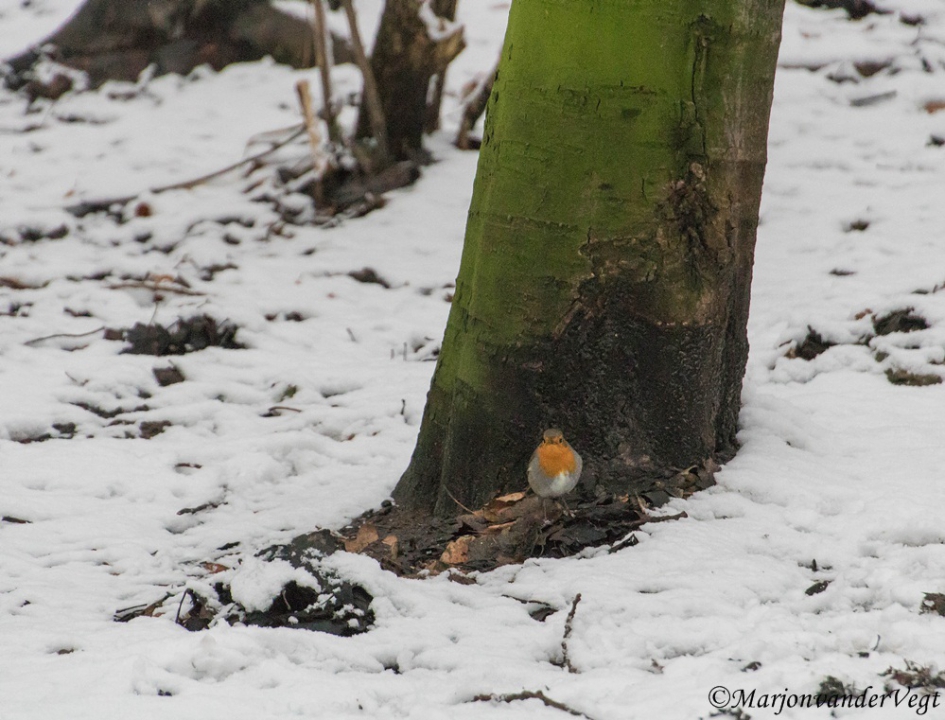 Roodborstje - Vogels - Roodborstje