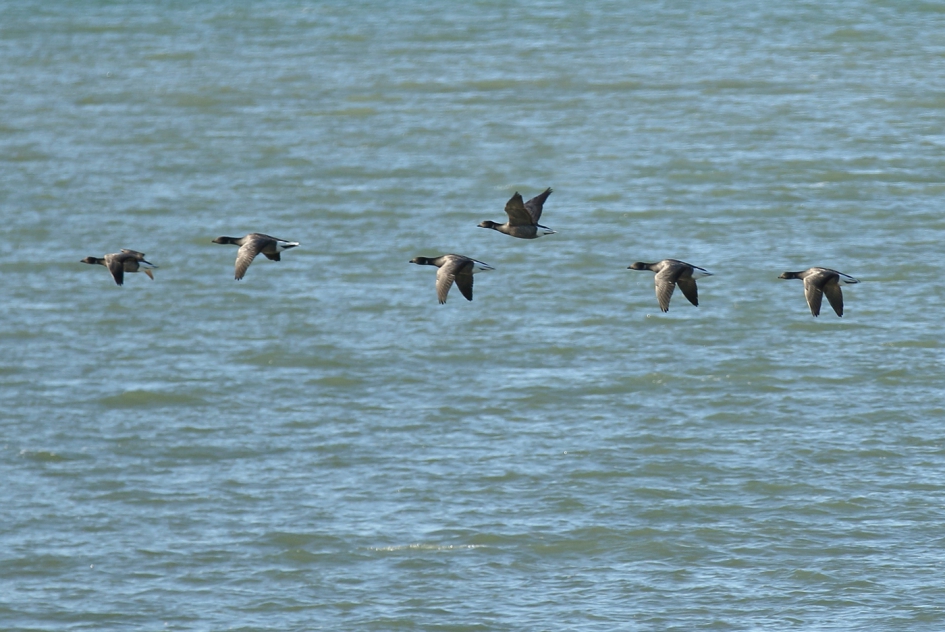 rotganzen - Vogels - 