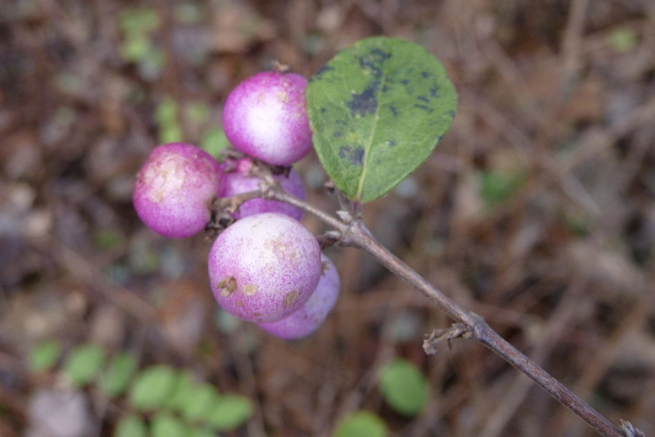 Roze sneeuwbesjes - Planten - 