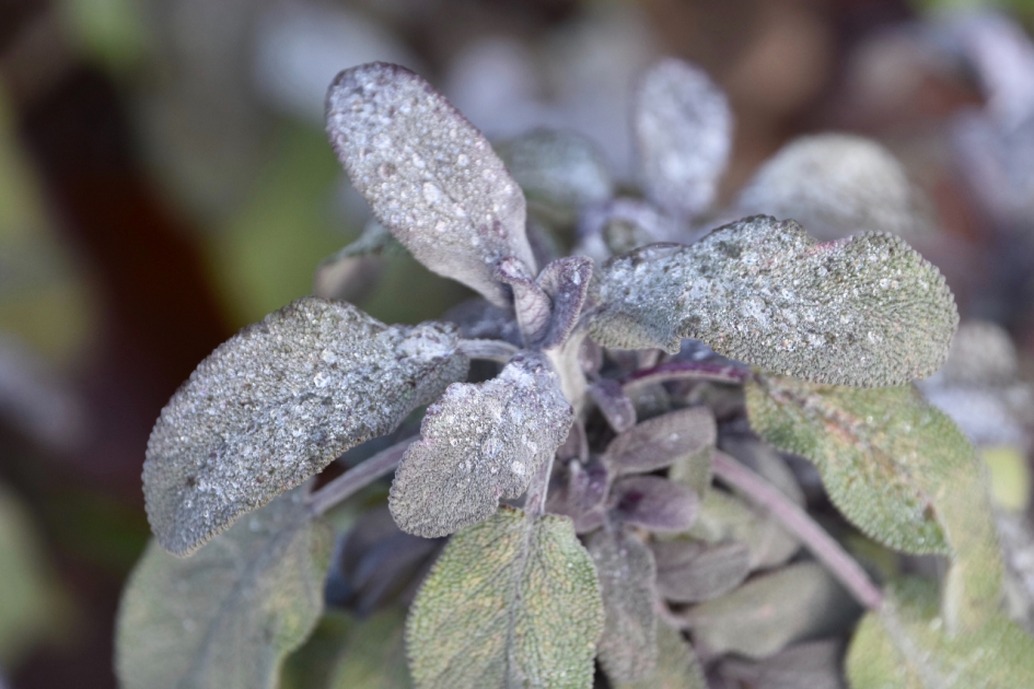 Salvia? - Planten - 