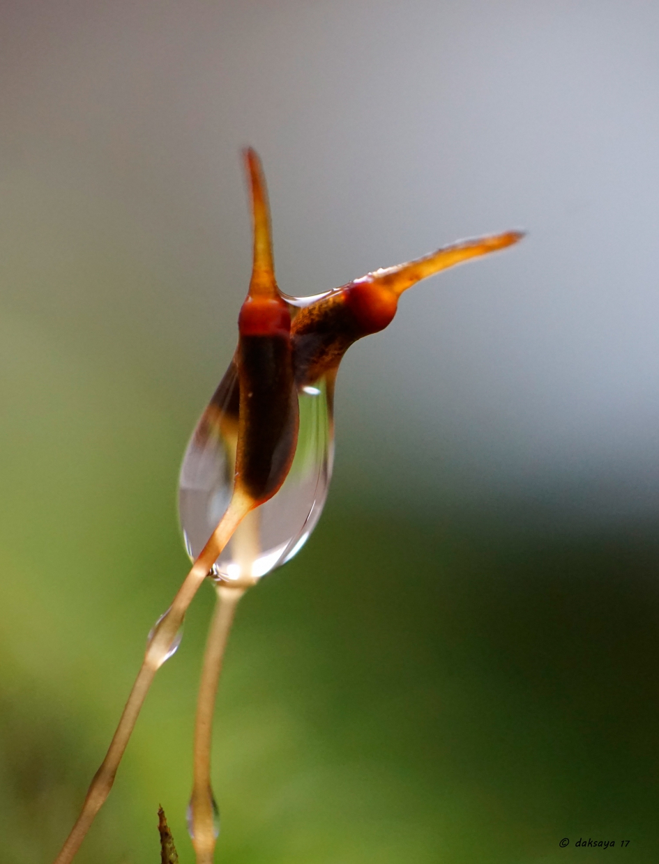Samen nat gaan - Planten - Sporenkapsels