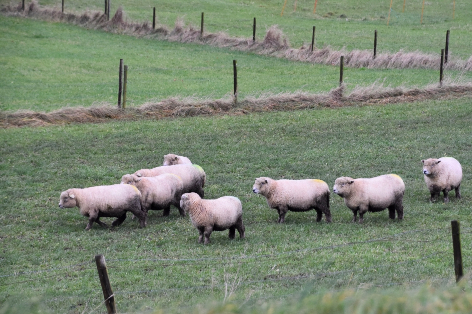 Schapen onderaan de Lekdijk - Zoogdieren - 
